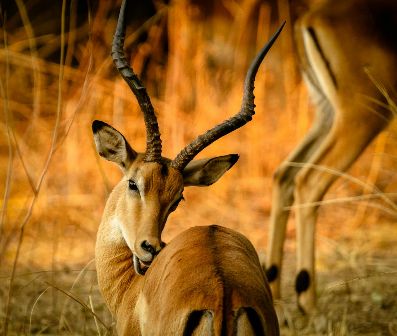 A beautiful impala with curved horns resting in the golden hues of the African savanna.