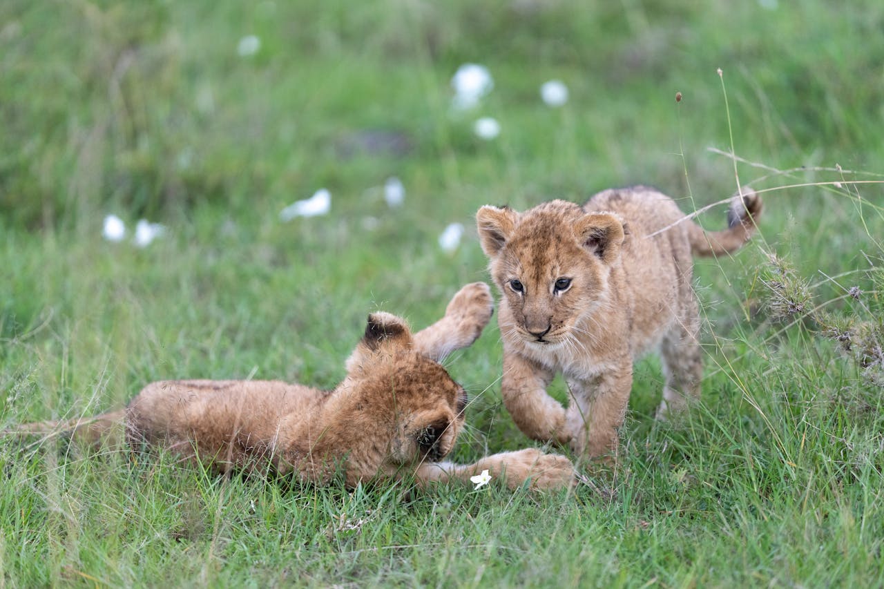 Two lion cubs playing in the grassy savannah of Kenya's Narok County.