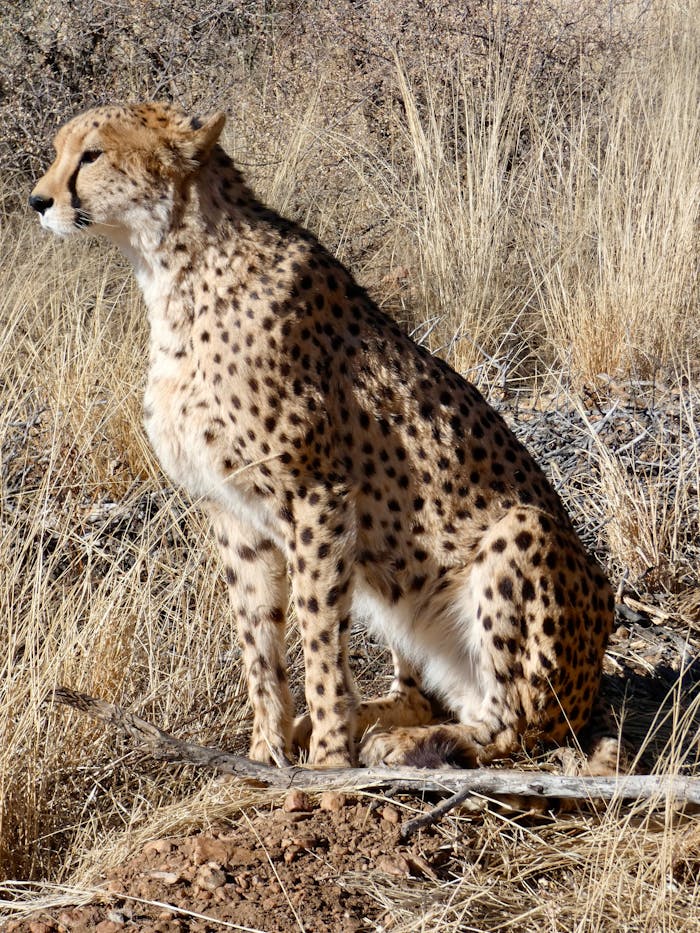 Cheetah sitting in dry grassland, showcasing its spotted coat.